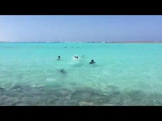 المصريين الأحرار يحتفل بتدريب 74 شابا على الغوص والإنقاذ في مطروح