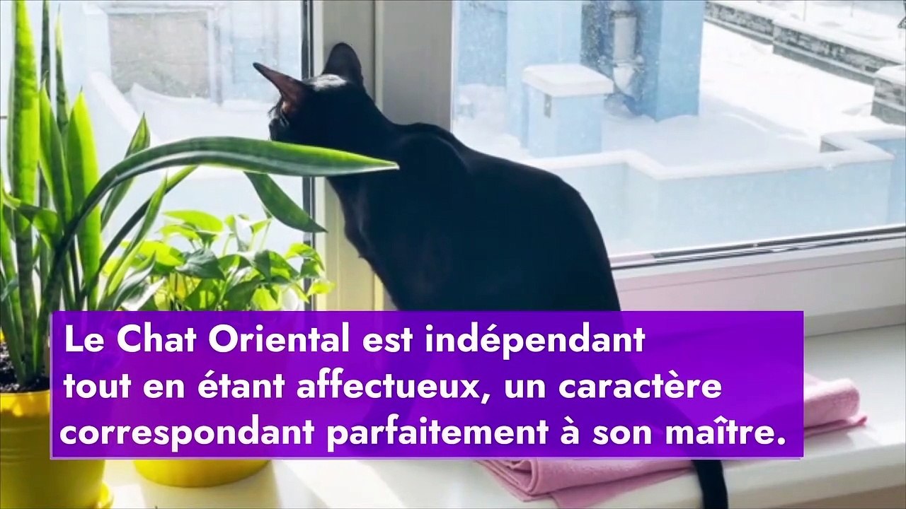 La race de chat idéal selon son signe astrologique