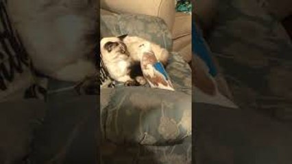 Dove Bows Down to Kitty Cat