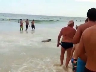Vídeo flagra capivara tomando banho de mar em Ipanema; Veja