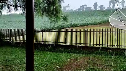 Chove em Mambore,  PR (Sidney Fucks)