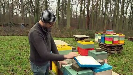 Inverni troppo miti, ecosistema in disequilibrio: le api sono a rischio