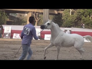 بحضور أحمد بلال.. ختام بطولة شامبيون  لجمال الخيول العربية المصرية