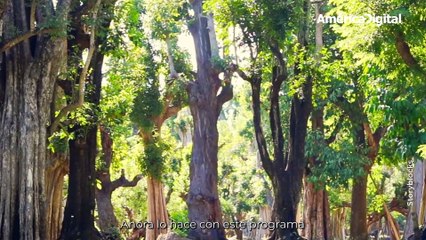 Si no sabes cómo ayudar al medio ambiente, compra un árbol por una buena causa