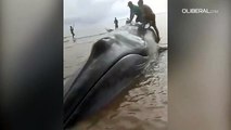 Uma enorme baleia está encalhada em uma praia de Chaves, na ilha do Marajó.