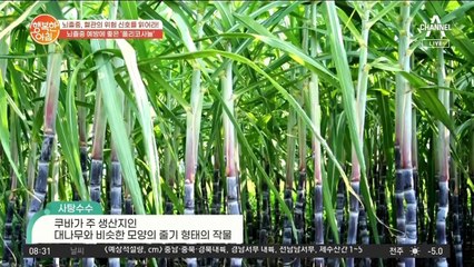 콜레스테롤 수치 개선&혈압 조절의 주인공, '폴리코사놀'은 무엇인가!?