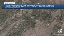 Three horses found shot and killed near Overgaard