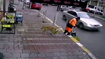 İstanbul'da süpürge hırsızı köpek, temizlik görevlisini böyle peşinden koşturdu