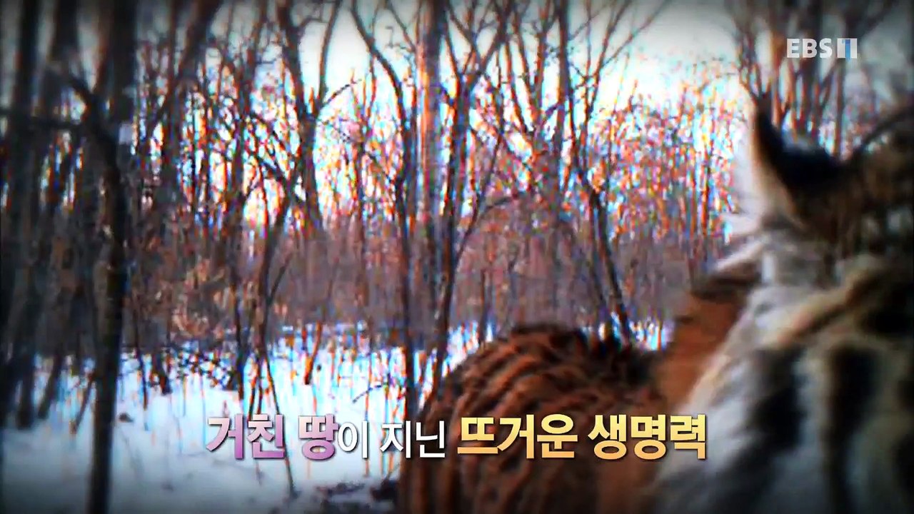 세계테마기행 - 겨울엔 여기- 뜨거운 야생, 극동 러시아_#001