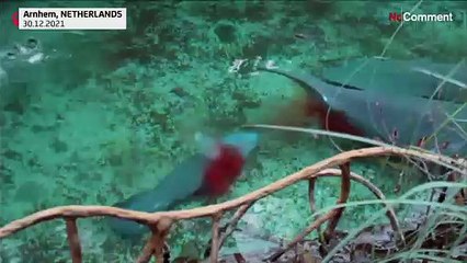 شاهد: ولادة عجل من عجول البحر وسط حوض في حديقة هولندية