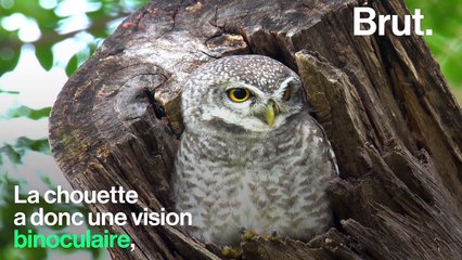 Comment la chouette chasse-t-elle ?