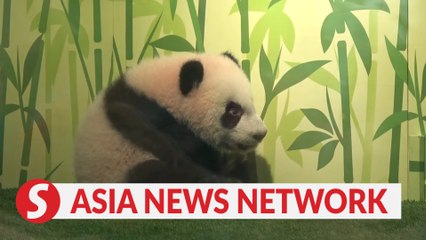 Download Video: The Straits Times | Crowds show up for Singapore's first panda cub