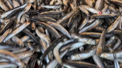 Hamsi firarda... Hamsi Gürcistan'a kaçtı, vatandaşlar hasret kaldı