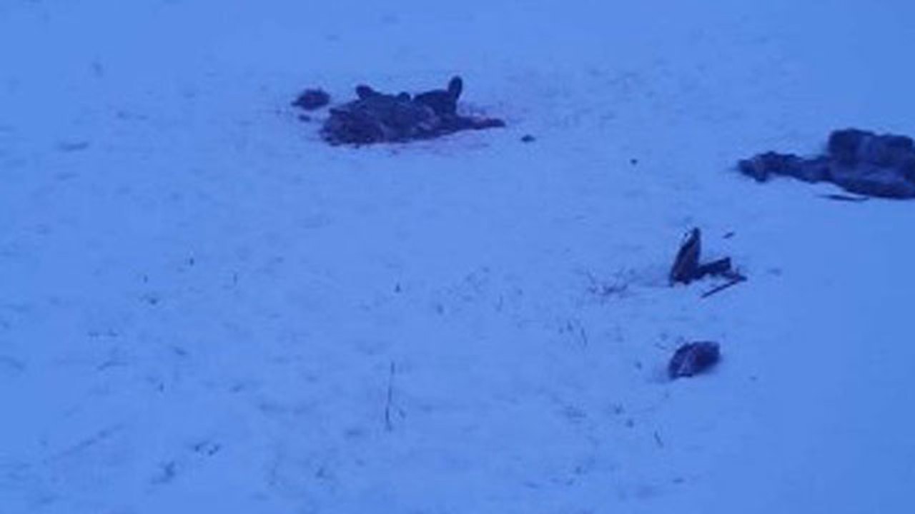 Rus profesör sokak köpeklerinin saldırısına uğradı
