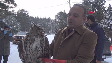 Soğuktan bitkin düşen puhu kuşu, tedavi edilip doğaya salındı