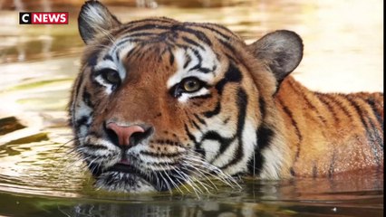 Un tigre abattu après avoir mordu un homme qui voulait le caresser