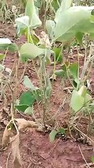 Ivinhiema MS pede socorro