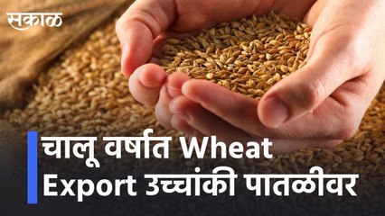 चालू वर्षात Wheat Export उच्चांकी पातळीवर lWheat export at record highs this yearl Sakal Media