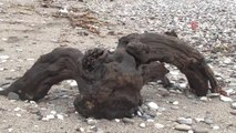Fırtına dünyaca ünlü sahile odunları yığdı, pide ustası aracını ağzına kadar doldurdu