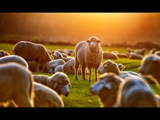 7 أمور يستحب على المسلم  فعلها عند الذبح في عيد الأضحى