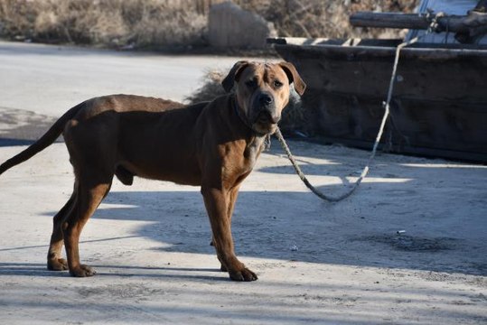 Sanayi sitesinde bulunan yasaklı ırk köpek barınağa götürüldü