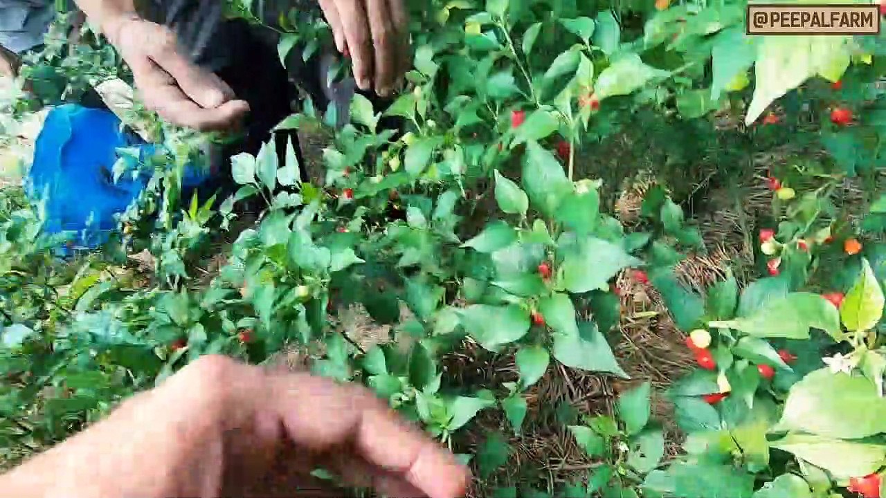 ऐसी खेती कर किसान लाखों का मुनाफा कमा सकते - Greenhouse Farming - Organic Farming - Business Idea
