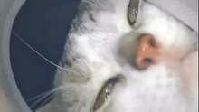 2022 Pet Funny Cute Like Naughty Kitten