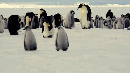 Penguins in 4K UHD _ Antarctica