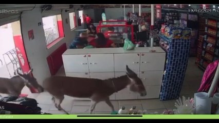 JUMENTOS ENTRAM EM MERCADINHO DE SANTA RITA PARA FAZER COMPRAS