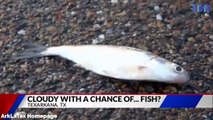 Un phénomène inhabituel fait pleuvoir des poissons du ciel dans une ville du Texas