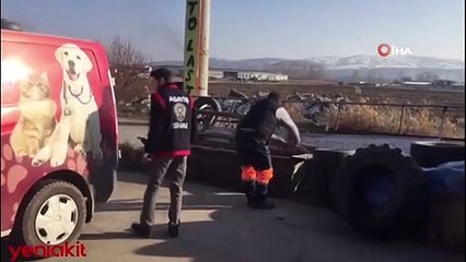 Sahipleri tarafından sokaklara terk edilen pitbullar tehlike saçıyor!