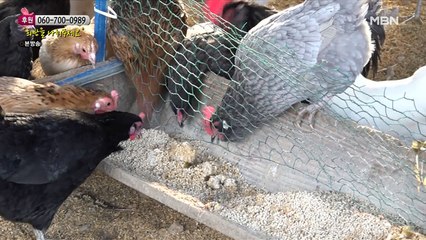 생계를 위해 닭을 키워 달걀을 파는 아빠