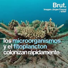Arrecifes artificiales que salvarán el océano