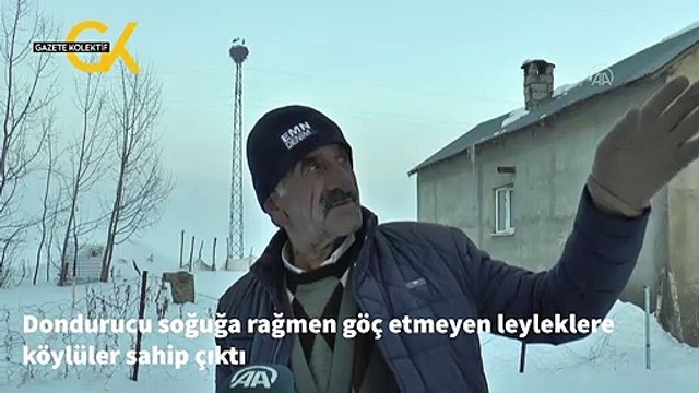 Dondurucu soğuğa rağmen göç etmeyen leyleklere köylüler sahip çıktı