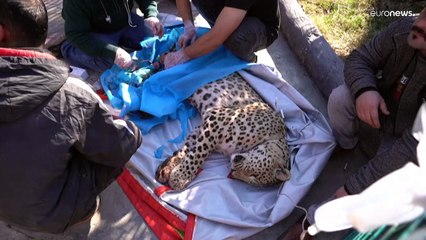 Kuzey Irak'ta nesli tükenmekte olan bir leopar yakalandı