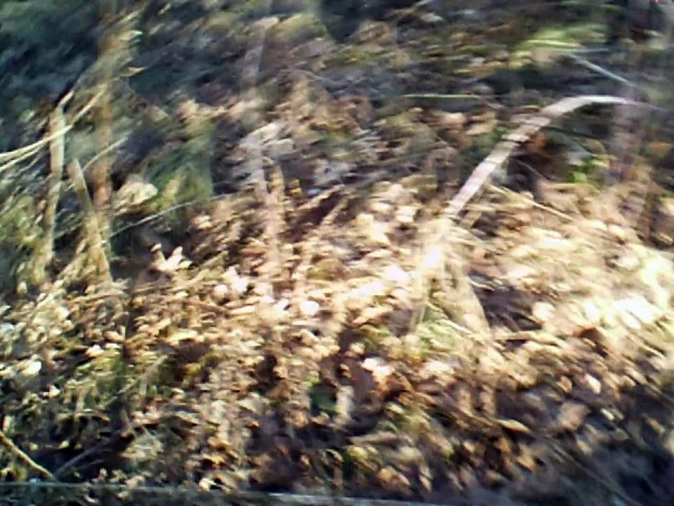 the last rose of summer guitar melody