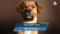 “Brownie”, el perro del presidente electo de Chile que causa furor en las redes sociales