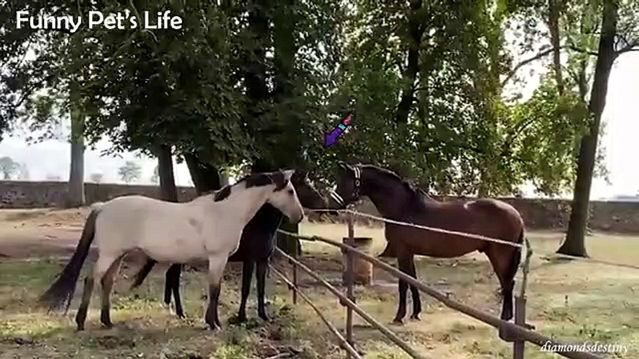 Hilarious_Animal_that_are_impawsible_Not_Laugh_at_-_Funniest_Animal_Reaction