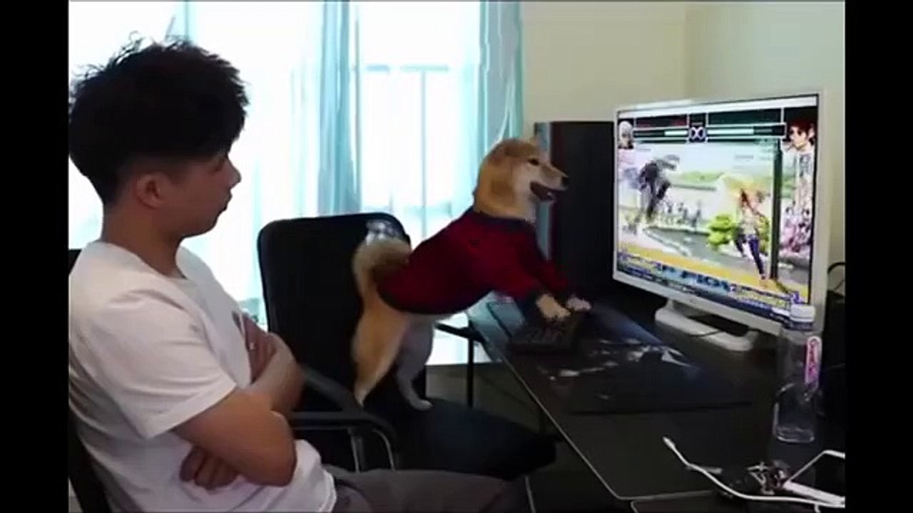 Funniest_Animals_-_Best_Of_The_2021_Funny_Animal_Videos_