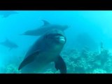 موسم تزاوج الدلافين ينعش السياحة في صمداي بـ البحر الأحمر