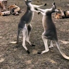 kangaroos