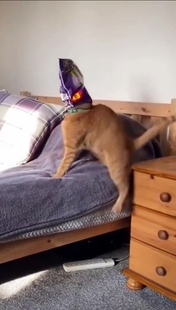 wee funny pets