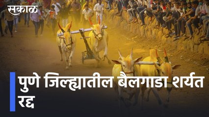 Pune News Updates l पुणे जिल्ह्यातील बैलगाडा शर्यत रद्द; ओमायक्राॅनचा धोका लक्षात घेता मोठा निर्णय