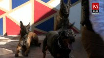 En Tlalpan se imparte un curso de rehabilitación para perros con estrés por pirotécnia