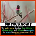 Amazing birds facts