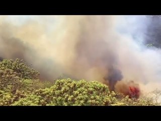 آخرها حرائق لبنان.. 2019 عام مشتعل على الغابات