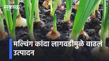मल्चिंग कांदा लागवडीमुळे वाढलं उत्पादन । Sakal Media