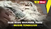 Ikan budu makanan 'rare' musim tengkujuh