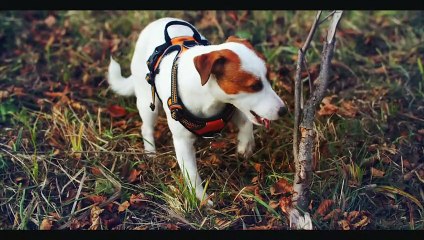 D O G S      8K HDR 60FPS