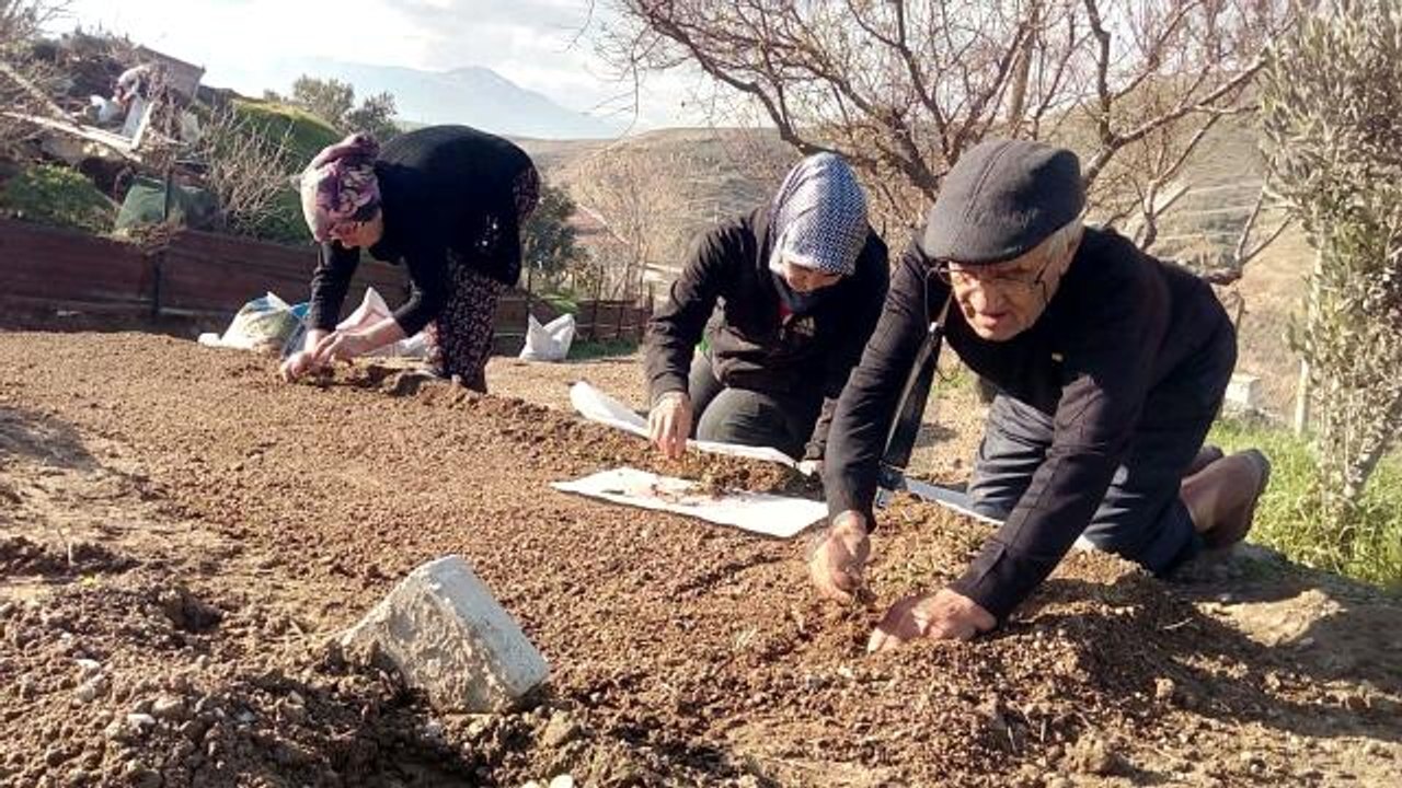Sezonun son salep fidanları toprakla buluştu